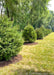 A row of newly planted Norway Spruce in the backyard of a home for privacy and screening, and for a windbreak. Green grass and other trees are in the background. 