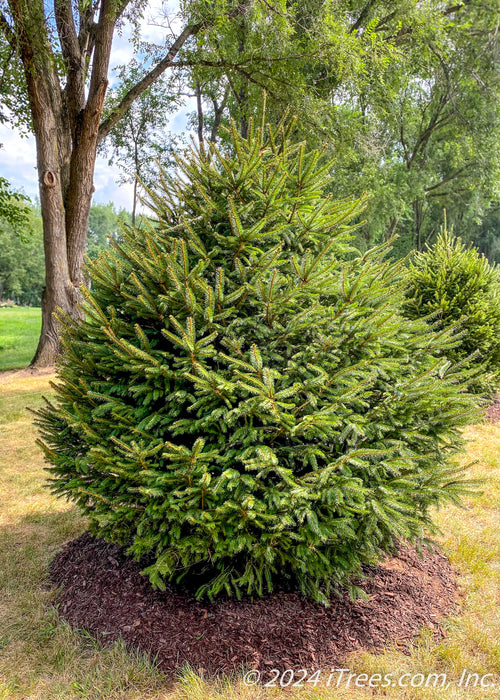 A newly planted Norway Spruce with a strong pyramidal form from top to bottom. Green grass and other trees in the background.
