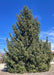 A maturing Norway Spruce with a strong pyramidal form going to the ground, it has drooping needles and branches. A blue sky is in the background.