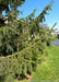 Closeup of dropping branch and needles. A clear blue sky and green grass are in the background.