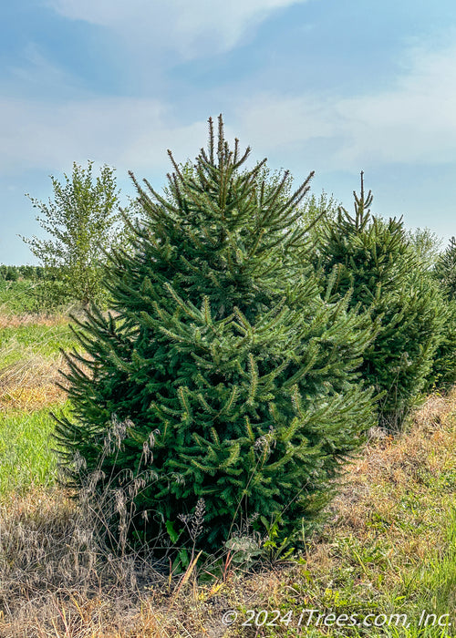 A Norway Spruce in the nursery with green needles. A blue cloudy sky in the background.