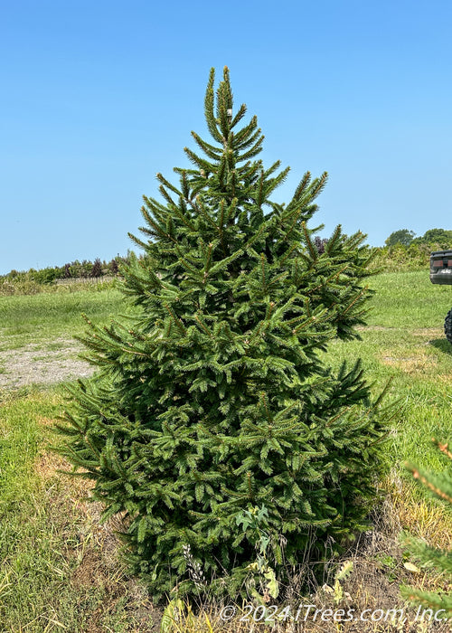 A Norway Spruce in the nursery with a strong pyramidal form from top to bottom, green grass and a clear blue sky in the background.