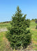 A Norway Spruce in the nursery with a strong pyramidal form from top to bottom, green grass and a clear blue sky in the background.