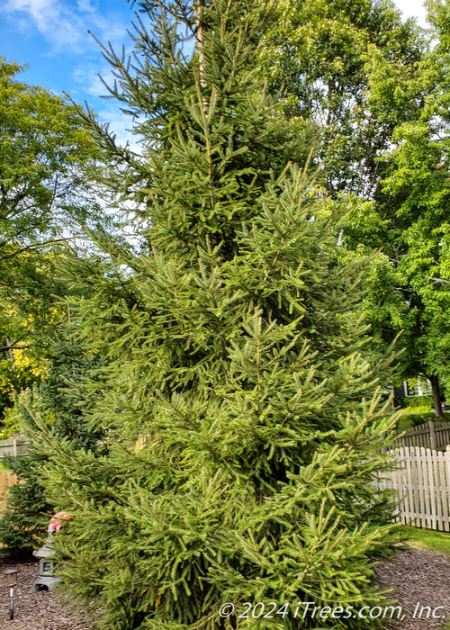 A newly planted Norway Spruce in a backyard landscape bed near a fence. Other trees and a blue sky in the background.