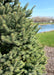 Closeup of Black Hills Spruce needles seen on the lefthand side with a blurred out view of the pond in the background.