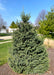 Black Hills spruce with dark green needles planted in a natural area along a walking path in a subdivision.