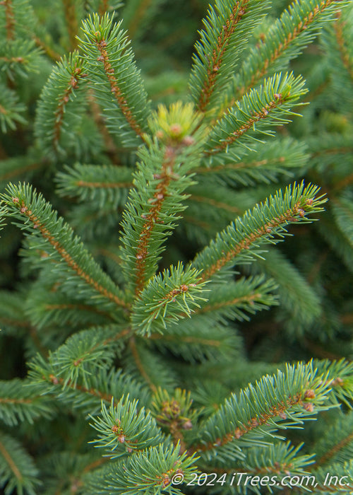 Closeup of dark green needles.