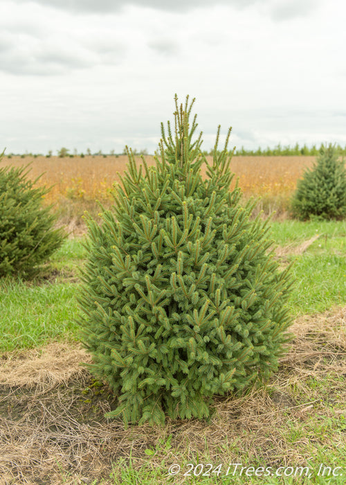 Elixir Tree Dark Elixir Spruce