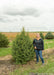 Black Hills Spruce grows in the nursery and shows a person standing nearby to show the height comparison.