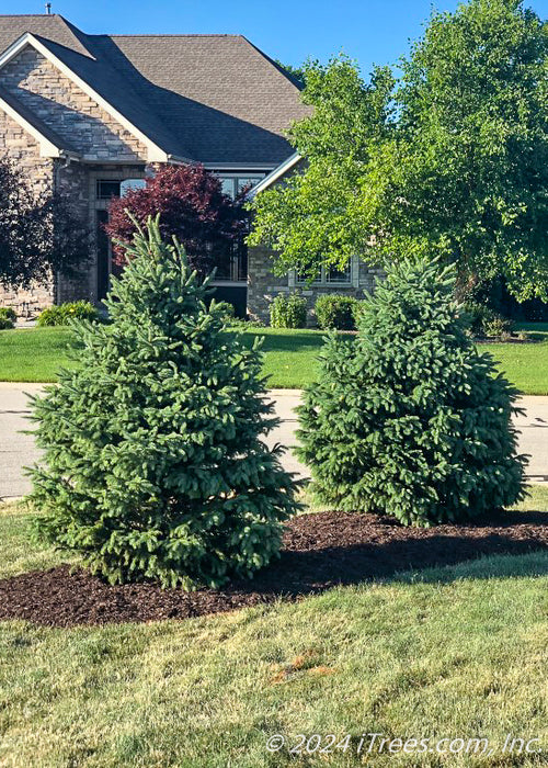 Newly planted Black Hills Spruce in a front yard berm.