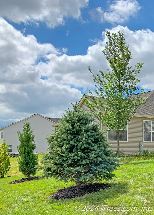 View of a Colorado Blue Spruce in a mix of other trees for privacy and screening in a backyard.