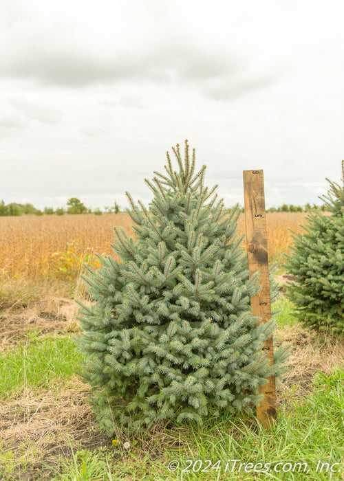 Colorado Blue Spruce in the nursery with a large ruler standing next to it to show its height.