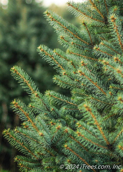 Closeup of dark blueish green needles.