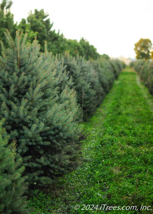 Row of Colorado Blue Spruce trees growing in the nursery.