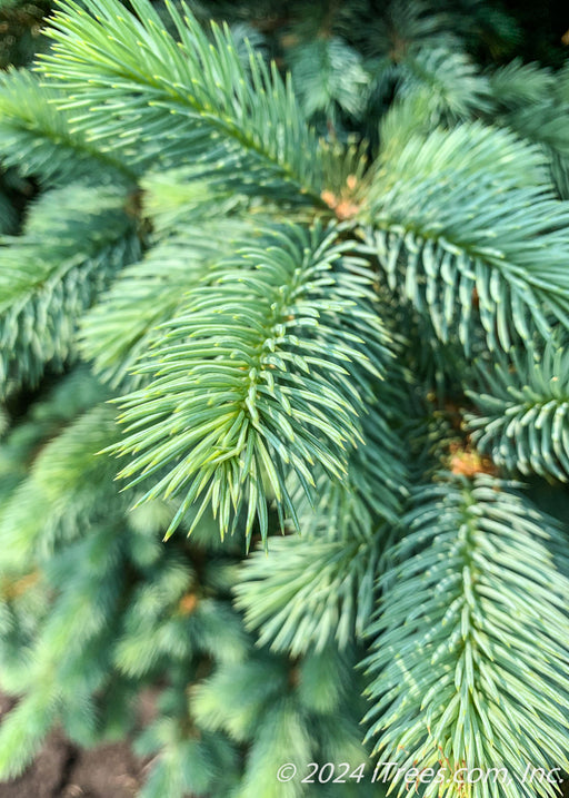 Closeup of blueish green needles.