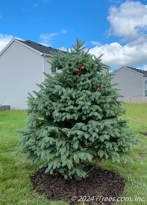 Newly planted Colorado Blue Spruce in a backyard.