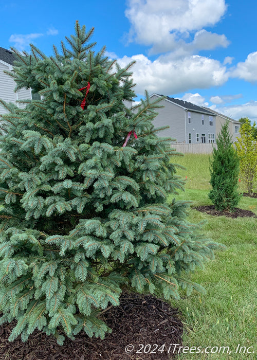 Colorado Blue Spruce