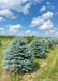 A row of Fat Albert spruce in the nursery.