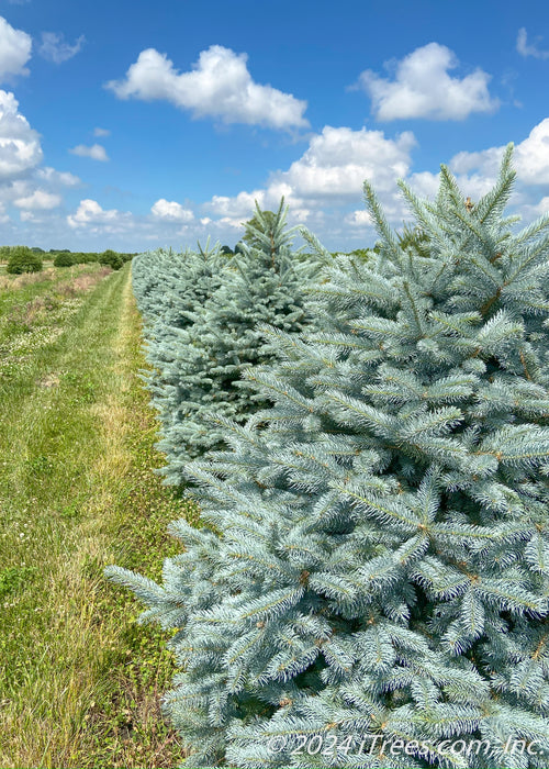 A row of Fat Albert Spruce in the nursery with blueish-green needles.