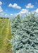 A row of Fat Albert Spruce in the nursery with blueish-green needles.