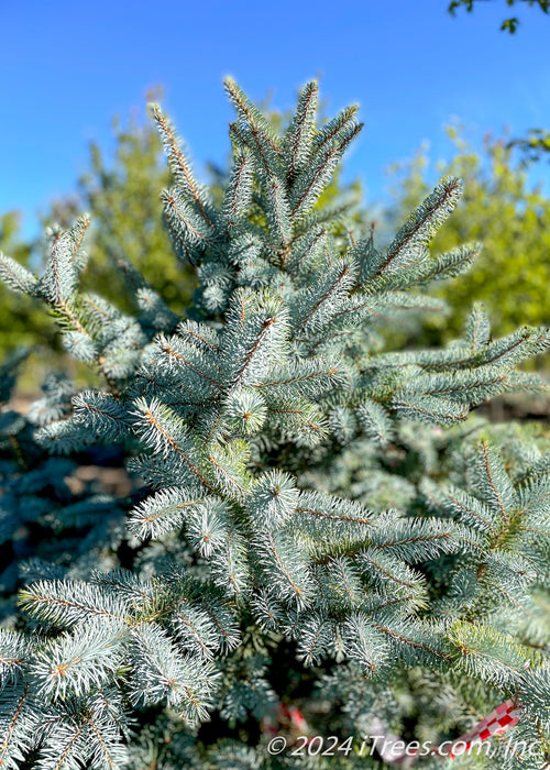 Closeup of the tree's pyramidal canopy of blueish-green needles.