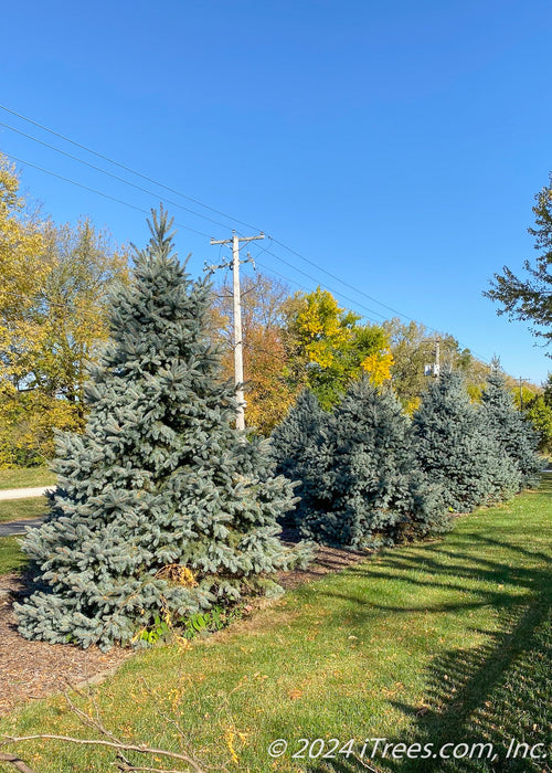 A row of Fat Albert Spruce planted in a berm along a road.