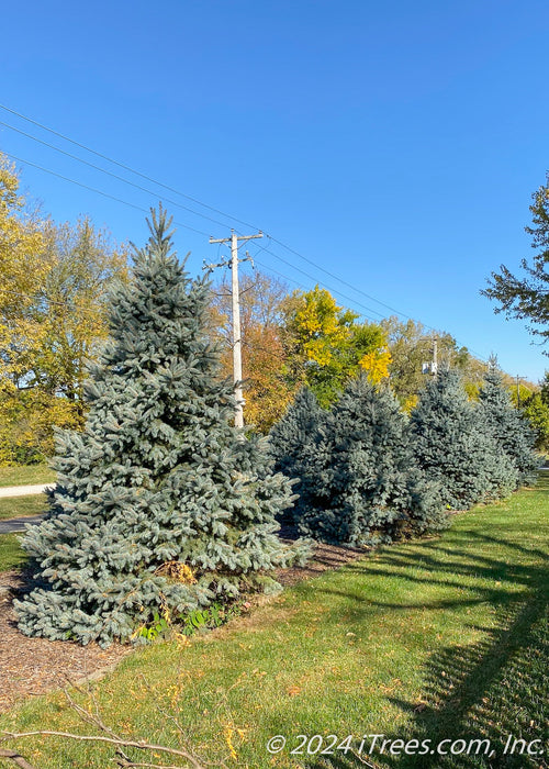 A row of Fat Albert Spruce planted in a berm along a road.