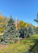 A row of Fat Albert Spruce planted in a berm along a road.