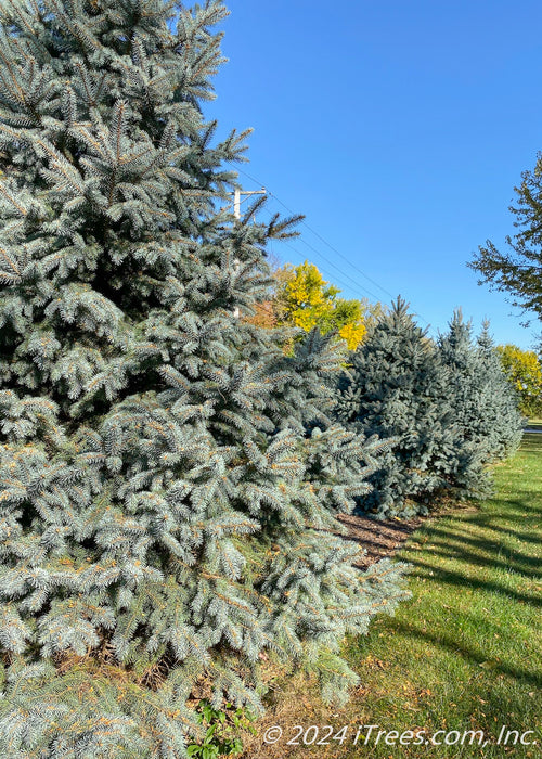 Closeup of a row of Fat Albert planted in a berm along a road.