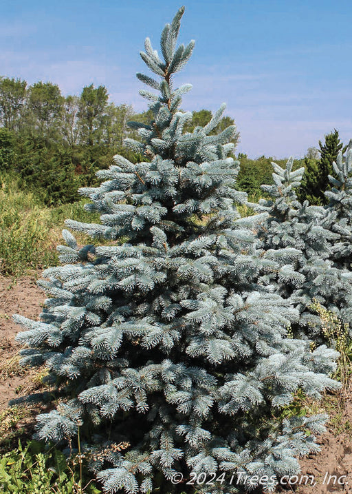 Thomsen Blue Spruce at the nursery with silvery blue needles.