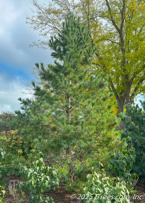 Vanderwolf's Pyramid Pine grows in a landscaped bed near large shade trees. Seen with green needles, and open branching against a blue cloudy sky.