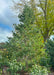 Vanderwolf's Pyramid Pine grows in a landscaped bed near large shade trees. Seen with green needles, and open branching against a blue cloudy sky.