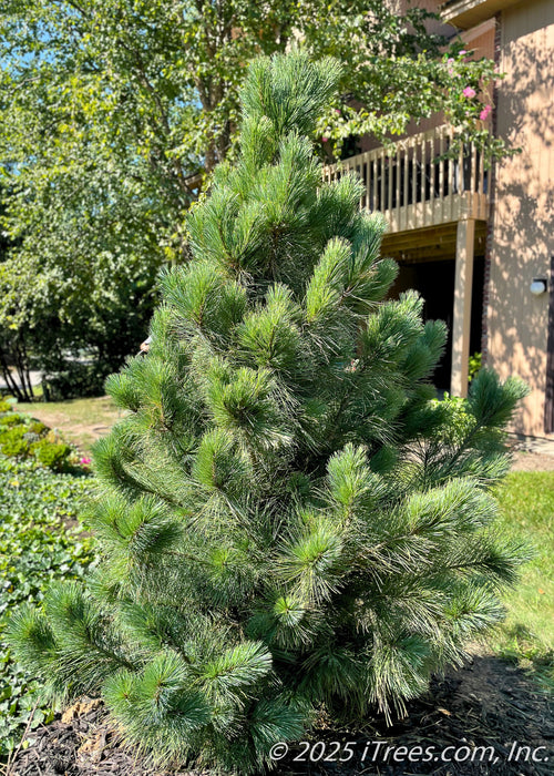 A newly planted Vanderwolf's Pyramid Pine planted in a backyard berm for privacy and screening. Its branches are upward sweeping and covered in green needles.