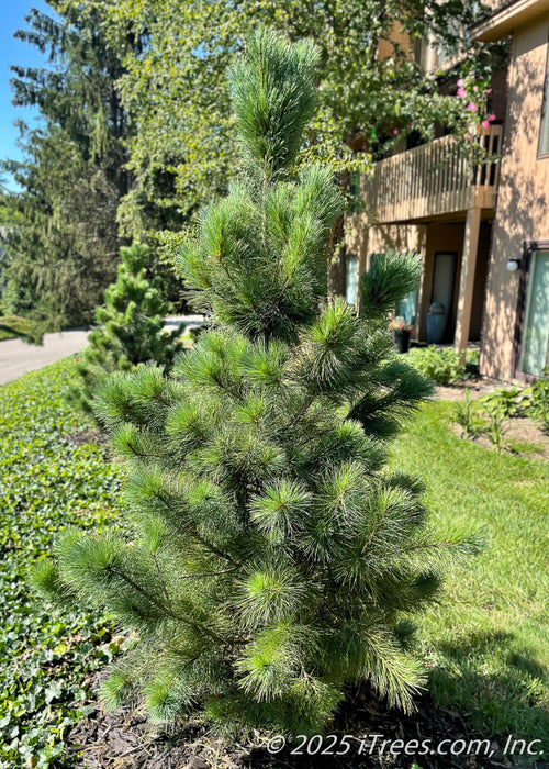 A newly planted Vanderwolf's Pyramid Pine planted in a backyard berm for privacy and screening. Its branches are upward sweeping and covered in green needles. Another Pine is in the background, also newly planted.