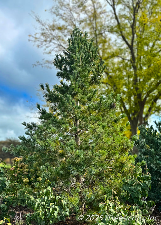 Vanderwolf's Pyramid Pine grows in a landscaped bed near large shade trees with fall foliage. Seen with green needles, and open branching against a blue cloudy sky.