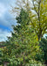 Vanderwolf's Pyramid Pine grows in a landscaped bed near large shade trees with fall foliage. Seen with green needles, and open branching against a blue cloudy sky.