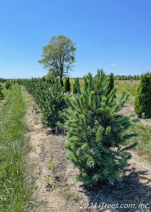 A row of Vanderwolf's Pine at the nursery.