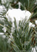 Closeup of needles holding snow.
