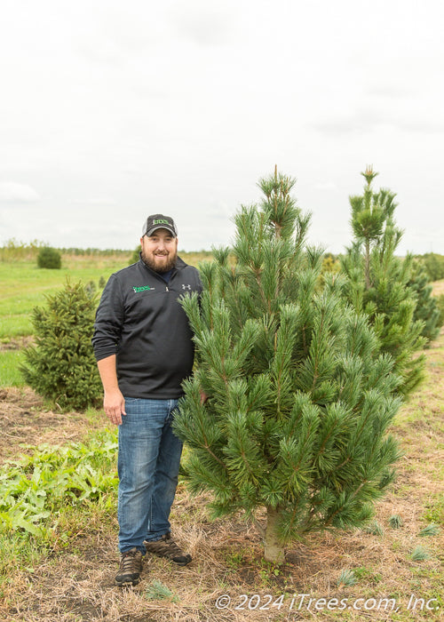 Vanderwolf Pine with a person standing next to it at the nursery. 