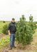 Vanderwolf Pine with a person standing next to it at the nursery. 