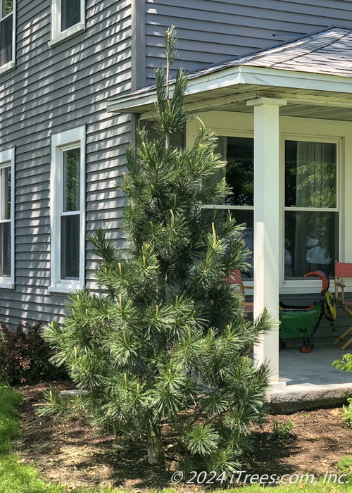 Vanderwolf's Pine planted in the front landscape bed of a home.
