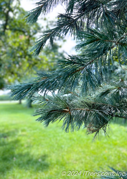 Closeup of blue-green needles.