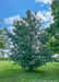 A maturing Vanderwolf's Pine in an open area of a yard.