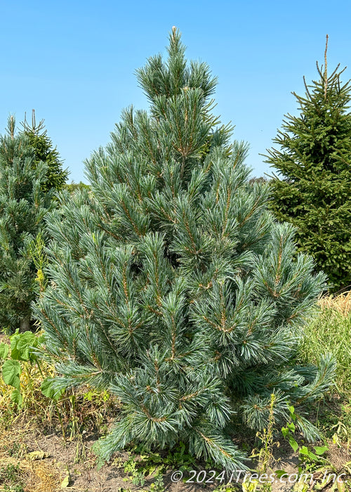 Vanderwolf's Pyramid Pine at the nursery.