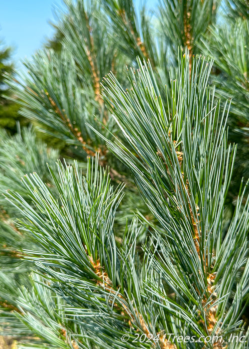 Closeup of blue-green needles.