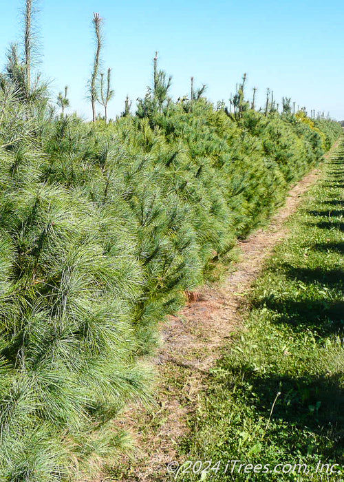 A row of White Pine at the nursery.
