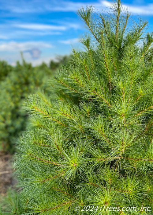 Closeup of upper canopy of green needles.