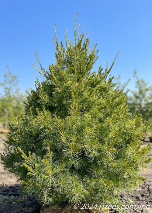 A White Pine at the nursery seen with new growth emerging.