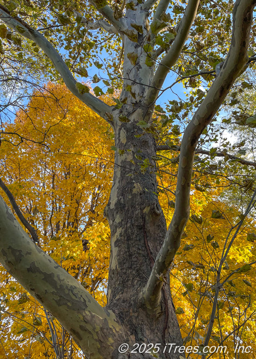 Upward looking view of the tree's main trunk showing its creamy-white to gray peeling bark and branches which are covered in large green leaves which are beginning to change colors. A large nearby tree with yellow-gold fall color is in the background.