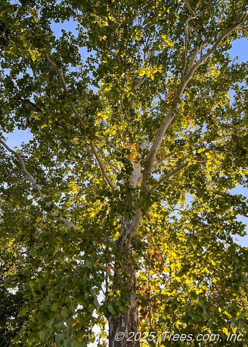 Upward looking view of the tree's main trunk showing its creamy-white to gray peeling bark and branches which are covered in large green leaves.